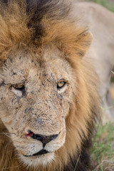 Wild Male Lion Close Up