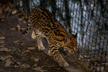 series of photos depicting various species of birds and amphibians.