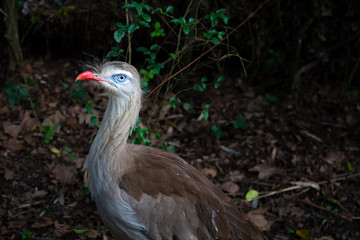 Naklejka premium series of photos depicting various species of birds and amphibians.