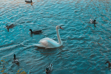 cisne y gorrion