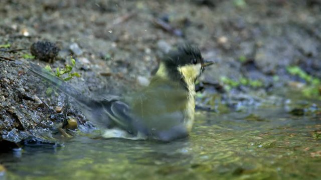 Great tit (Parus major) bathing