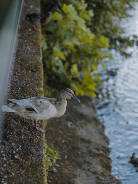 patos y gorrion
