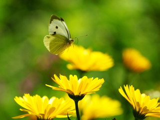 Garten,Blüten,Falter,Großer Kohlweissling