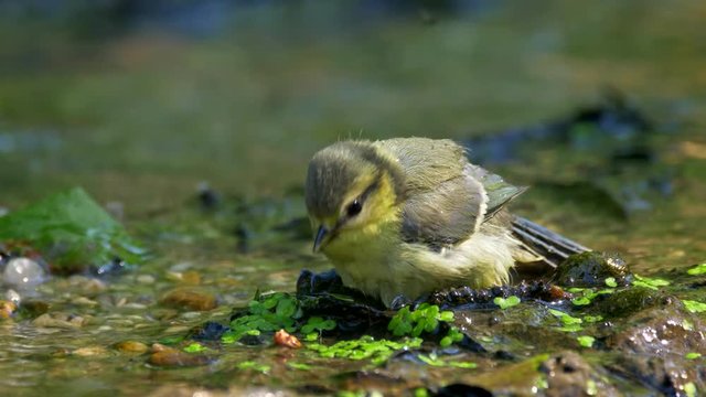 Eurasian blue tit (Cyanistes caeruleus) bathing