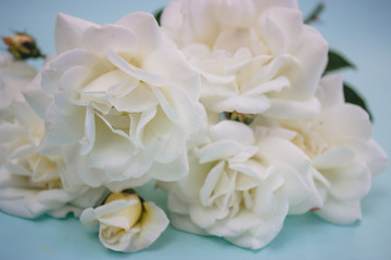 Obraz na płótnie Canvas Close-up white roses on a soft blue background