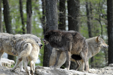 Wölfe (Canis lupus) Captive, Deutschland, Europa
