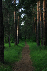 Path in the dark forest