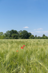 Green wheat a month before harvest