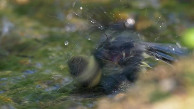 Eurasian blue tit (Cyanistes caeruleus) bathing