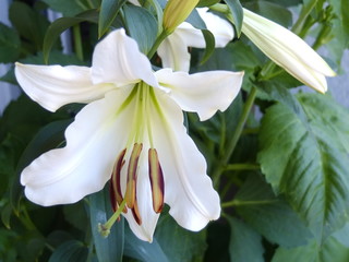 Sommer garen, wunderschöne lilie weiss © irina