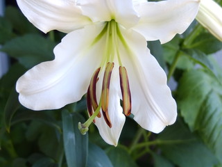 Geschenkkarte, macro blume lilie weiss, schönheit © irina