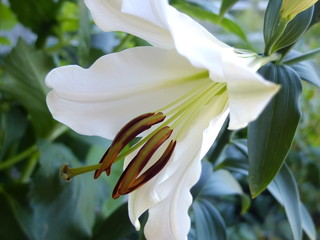 Sommer garten,  wunderschöne lilie weiss, macro blume © irina