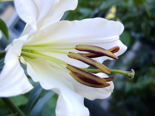 Gifrcard, macro blume lilie, weiss, sch&ouml;nheit