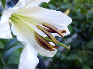 Giftcard, macro blume lilie, weiss, sch&ouml;nheit