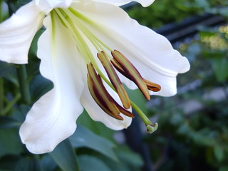 Macro blume , lilie weiss, schönheit, sommer garten © irina