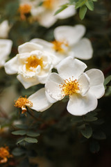 Blooming white dog rose