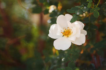 Blooming white dog rose