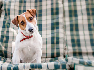 Close-up portrait of cute dog Jack russell sitting on green checkered pads or cushion on Garden bench or sofa outside at sunny day. The curious pet looking at the camera