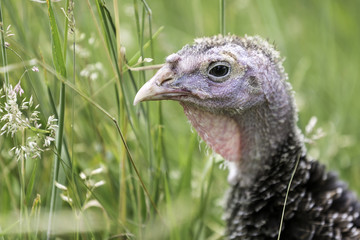 Junge Bronzepute im gr&uuml;nen Gras in Freilandhaltung