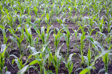 agricultural field with corn seedlings at dawn