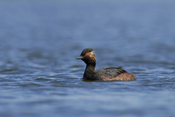 Black-necked grebe (Podiceps nigricollis)