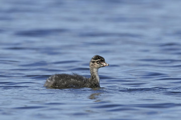 Black-necked grebe (Podiceps nigricollis)