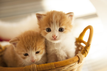 Fototapeta na wymiar two small ginger kitten in the basket in home