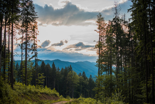 Fototapeta Nice mountains view at sunny day with under blue sky with sunlight at warm time. Carpathian mountains summer sunset landscape with sun and alpine pines 