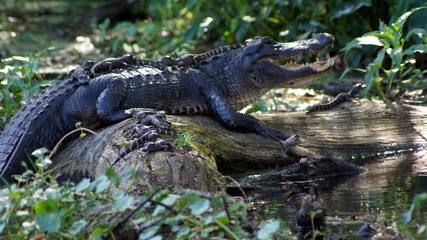 Mom Gator and Siblings