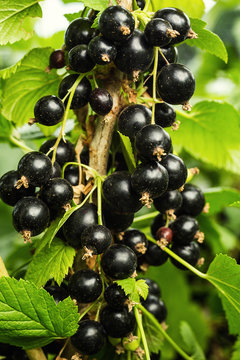 bush of  ripe black currant growing in a garden as summer harvest