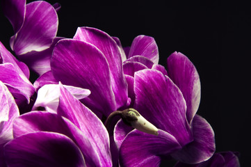 Pink Cyclamen on dark background 