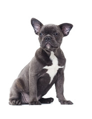 small puppy of a French bulldog on a white background