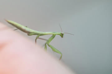 Baby Bright Green Preying Mantis Mantid Mantises Mantidae Mantodea on a hand. small field of depth