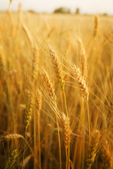 Ears of golden wheat close-up. Nature