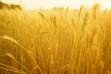 Beautiful nature sunset landscape in wheat field