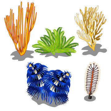 Set of colorful marine algae and underwater creatures isolated on white background. Vector illustration.