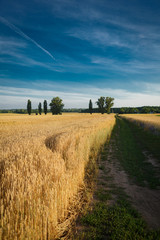 Naklejka premium Ripe wheats field and blue sky