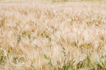 Fototapeta premium Field of rye ears of future bread in early summer