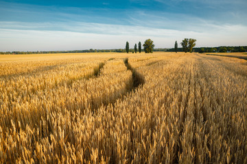 Obraz premium Summer landscape with wheat