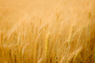 Summer landscape with wheat corn