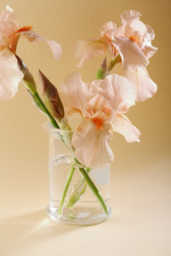 Pink iris in glass jar
