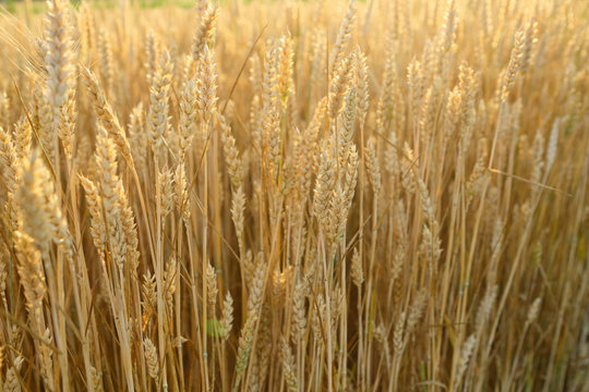 Natural wheat background
