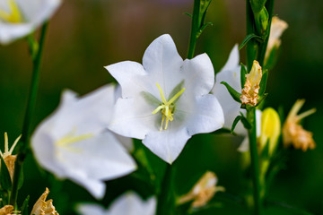  flowers are white and purple bells close up on a softly blurred background of green leaves and grass