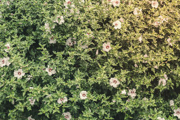 Beautiful white-purple shrub flower primrose