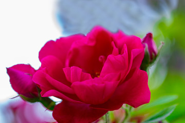 Pink roses bush over summer garden or park nature background