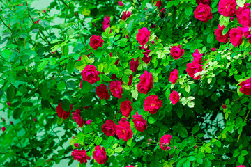 Pink roses bush over summer garden or park nature background