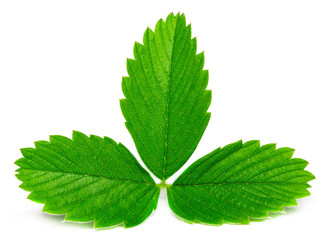 Strawberry leaves isolated on white background, close up