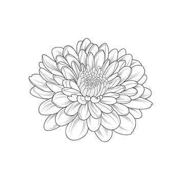 Monochrome chrysanthemum flower painted by hand. Element for design and creativity.