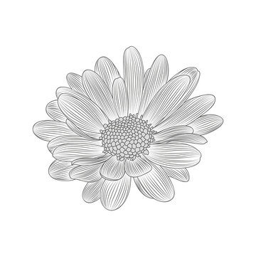 Gerbera flower painted by hand. Element for design and creativity.