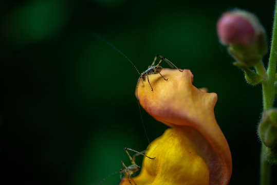 2 petites sauterelles sur une fleur de Mufliers ou appelée aussi Gueule de loup